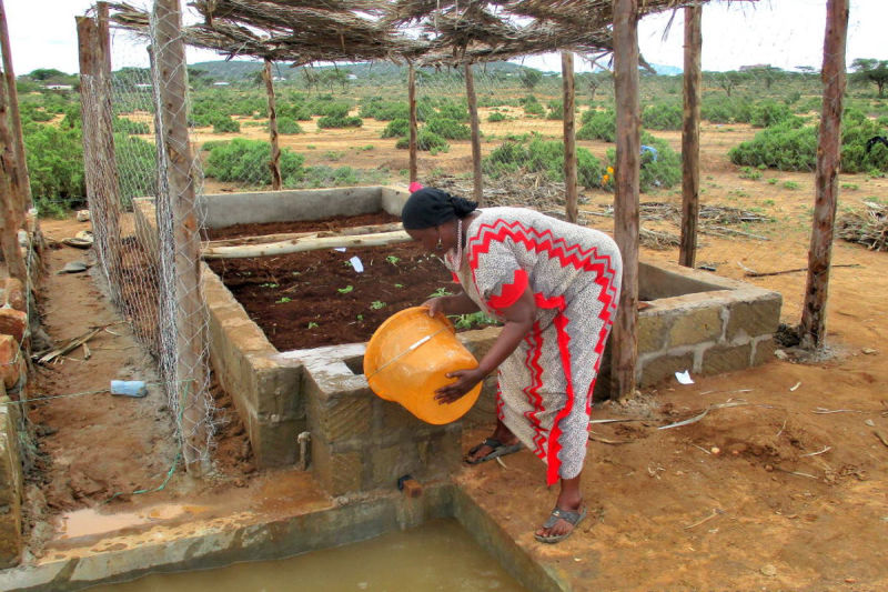 The patch equipped with a protective fence and a shading plane is irrigated